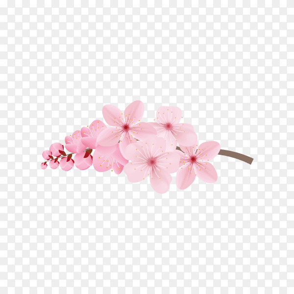 Realistic sakura branch tree on transparent background PNG