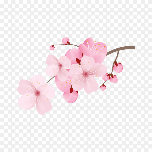 Realistic sakura branch tree premium vector PNG