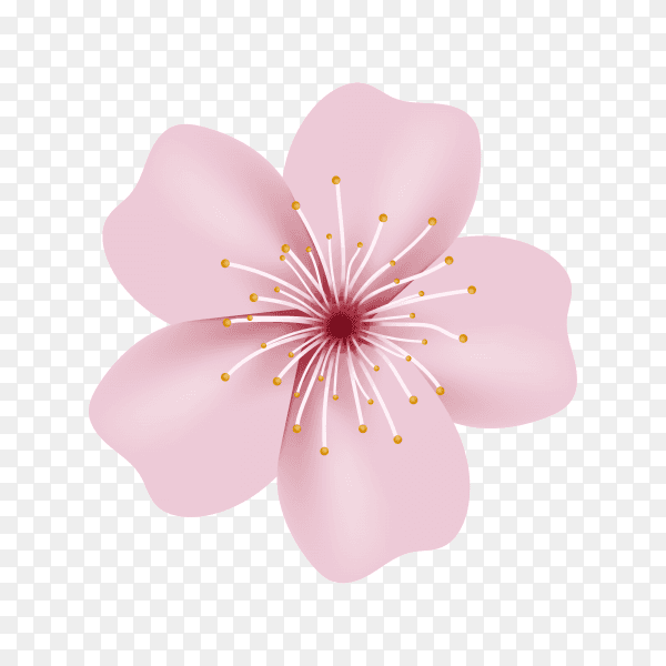 Realistic sakura or cherry blossom Premium vector PNG