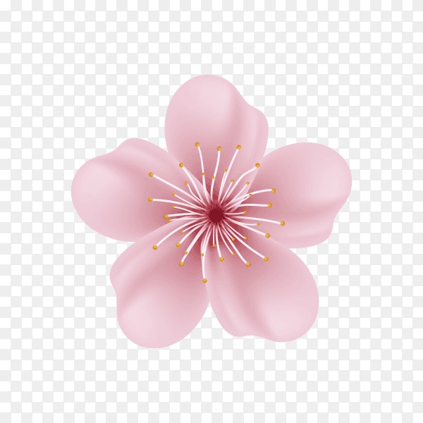 Realistic sakura or cherry blossom on transparent PNG
