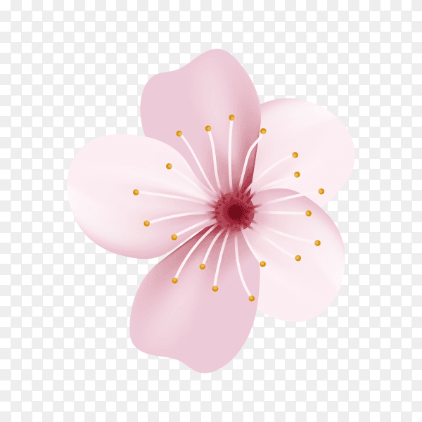Realistic sakura or cherry blossom on transparent background PNG