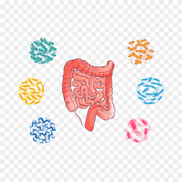 Good bacterial flora human colon illustration on transparent background PNG