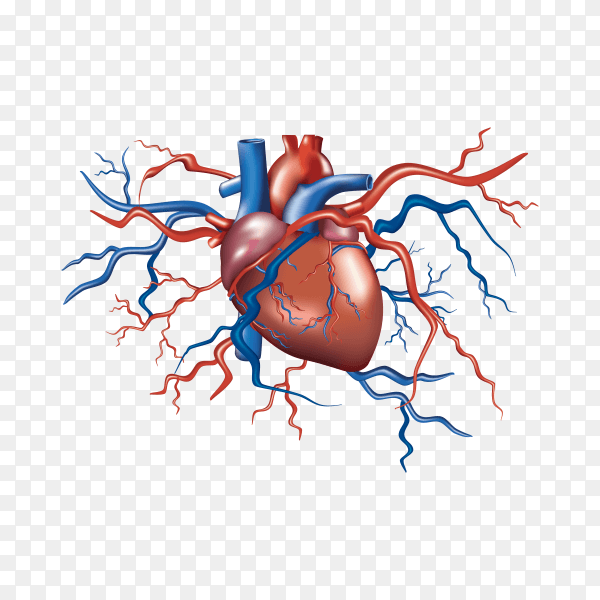 Human heart anatomy illustration on transparent background PNG