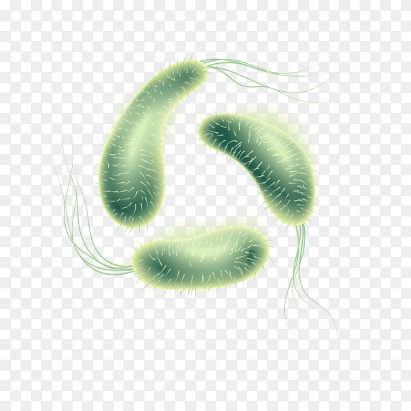 Realistic microscopic virus and bacteria on transparent PNG
