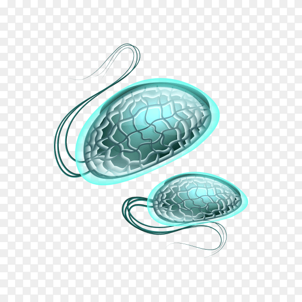 Realistic microscopic virus and bacteria on transparent background PNG