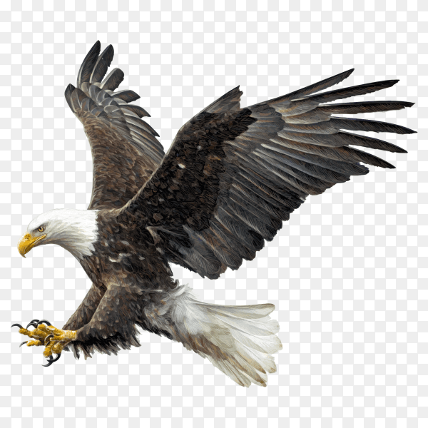Bald eagle winged flying swoop attack hand draw and paint on transparent background PNG