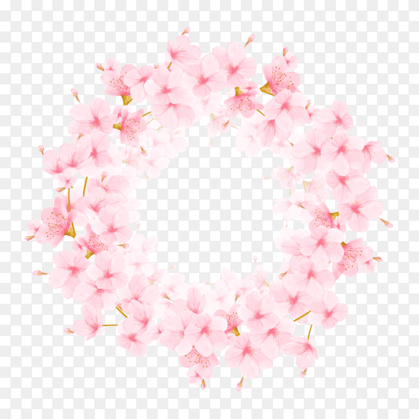 Frame with the cherry blossoms.Watercolor illustration on transparent background PNG