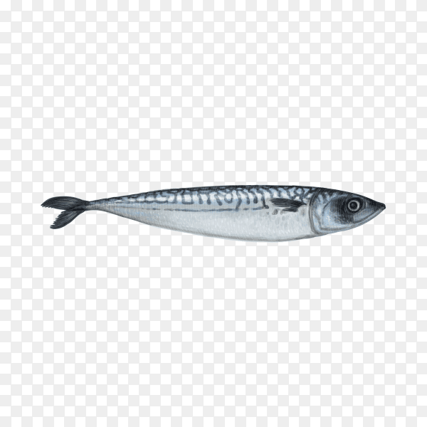 Fresh fish illustration on transparent background PNG