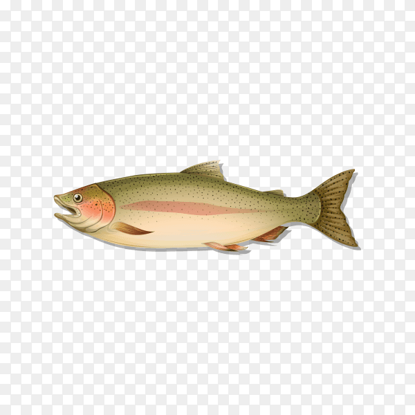Fresh fish on transparent background PNG