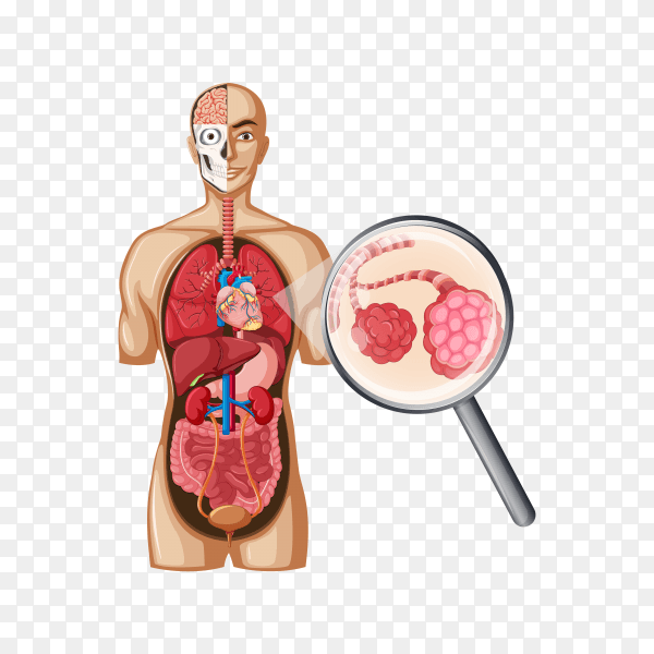 Illustration of human body with Cancer lung on transparent background PNG