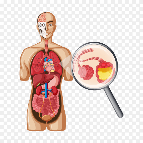 Informative illustration of lung cancer on transparent background PNG