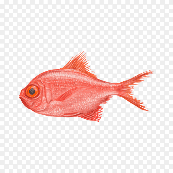 Red fresh fish on transparent background PNG