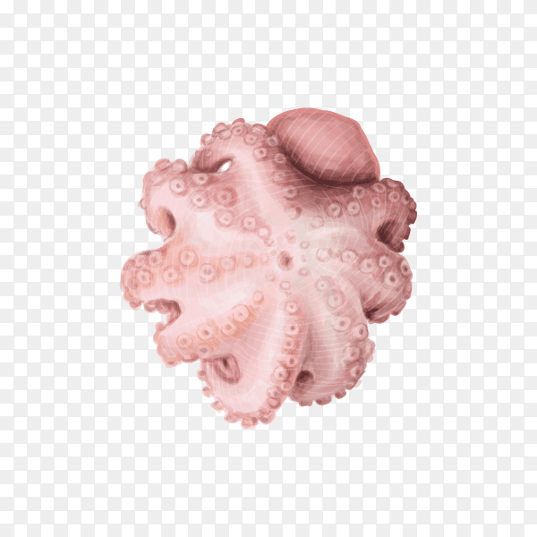Seafood illustration on transparent background PNG