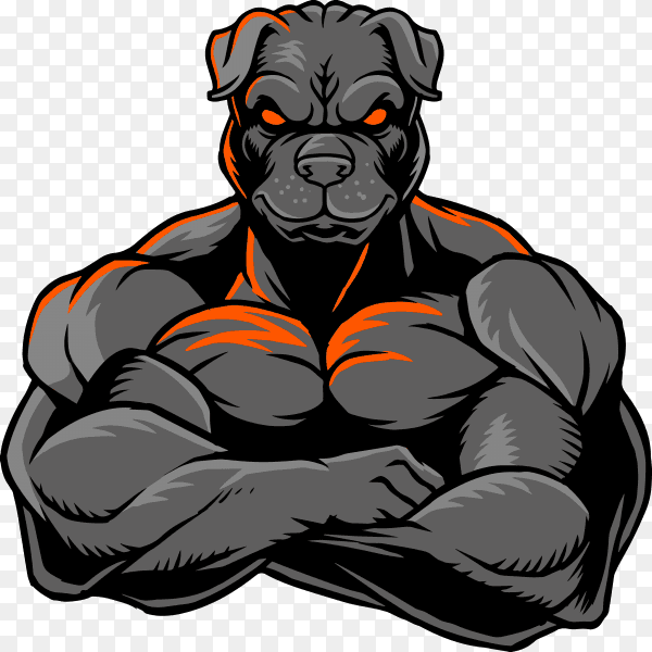 Strong bulldog whose body is covered with big muscles on transparent background PNG