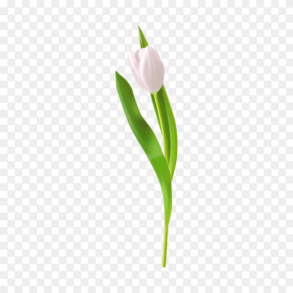 White tulips isolated on transparent background PNG