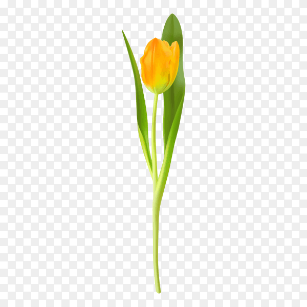 Yellow tulips on transparent background PNG
