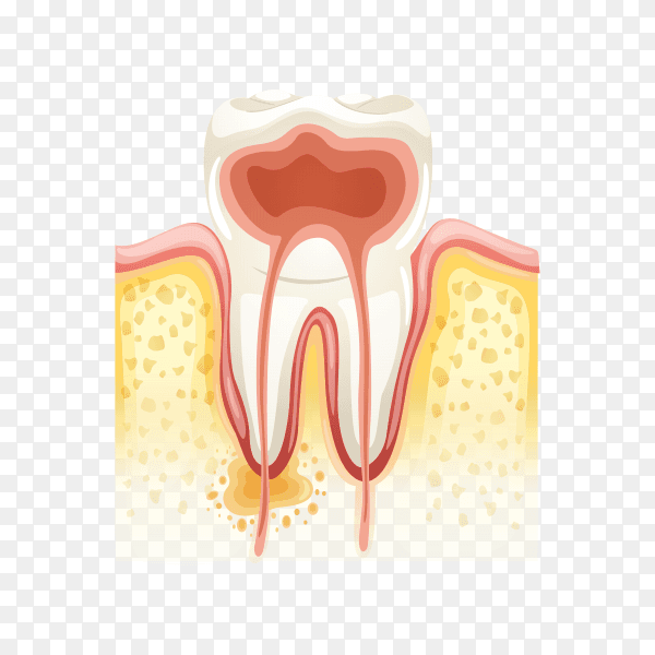 Human tooth anatomy enamel on transparent background PNG
