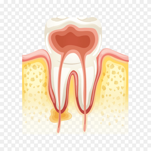 Human tooth anatomy on transparent background PNG