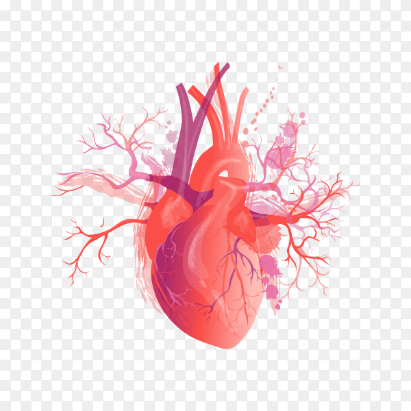 Realistic human heart on transparent background PNG