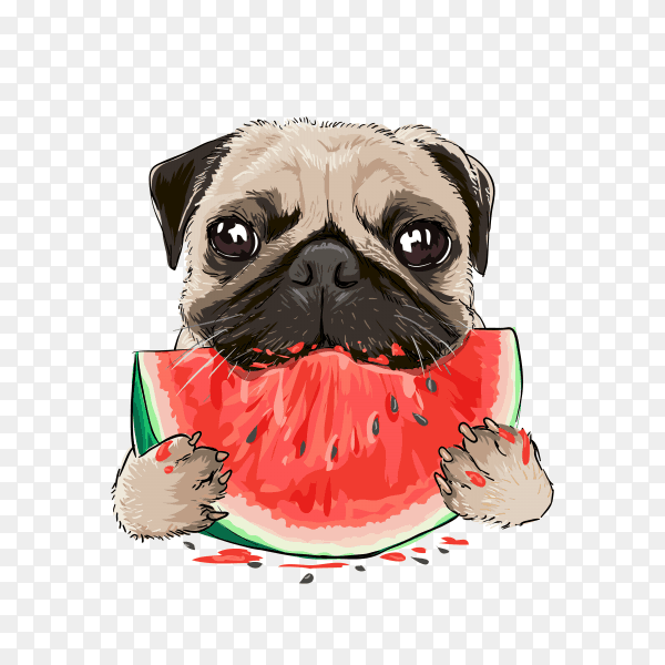 funny funny pug dog eating watermelon on transparent background PNG