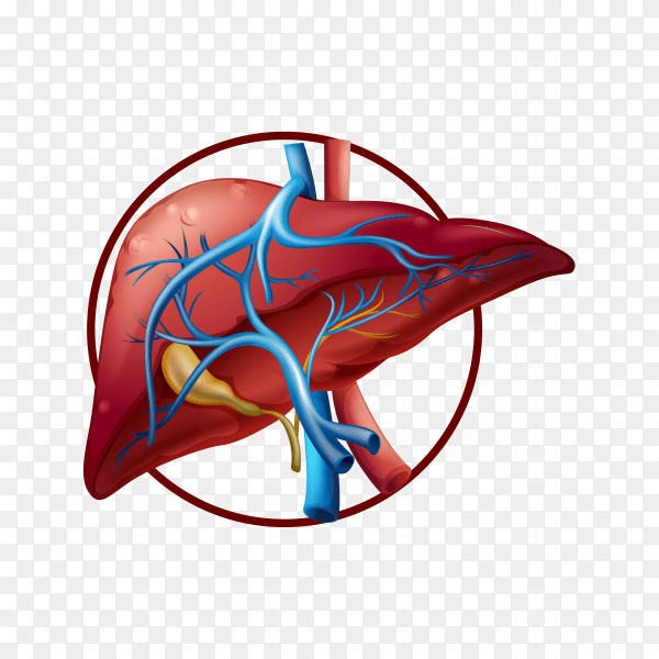 Fatty liver illustration on transparent background PNG