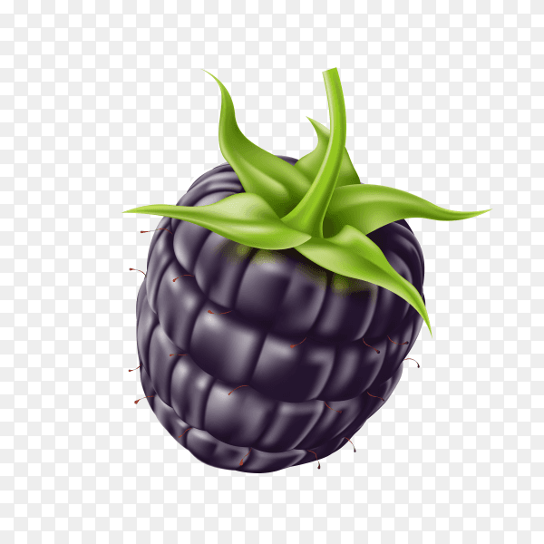 Realistic fresh blackberry on transparent background PNG