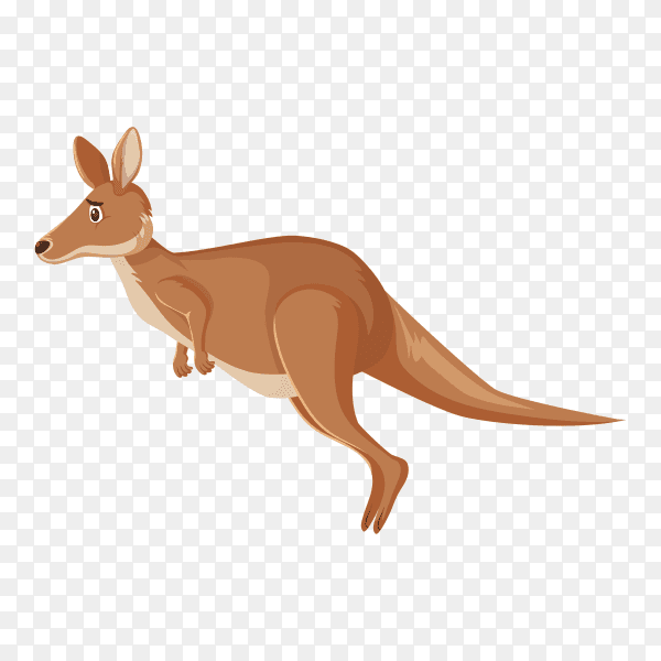 Sad looking kangaroo hopping on transparent background PNG