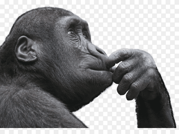 A thinking Monkey on transparent background PNG