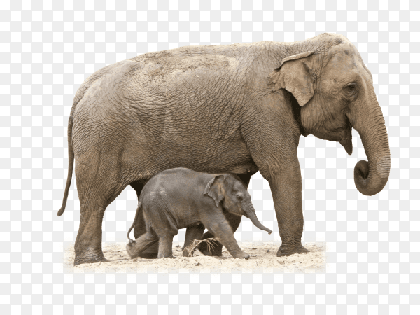 Animal Elephant And Baby on transparent background PNG