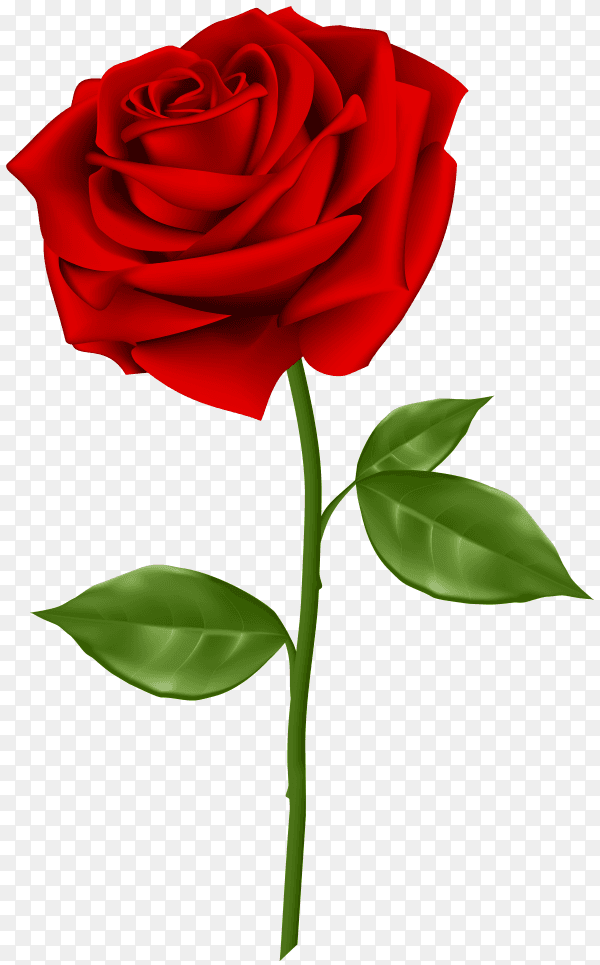 Beautiful red flower on transparent background PNG
