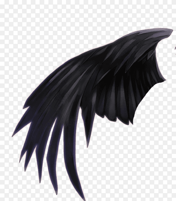 Black wing isolated on transparent background PNG
