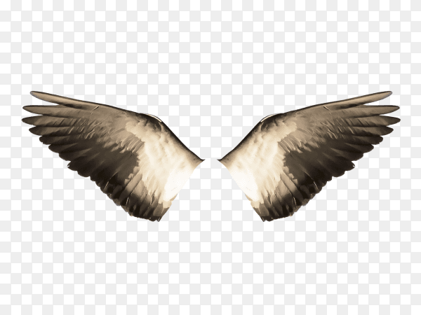 Black wings isolated on transparent background PNG