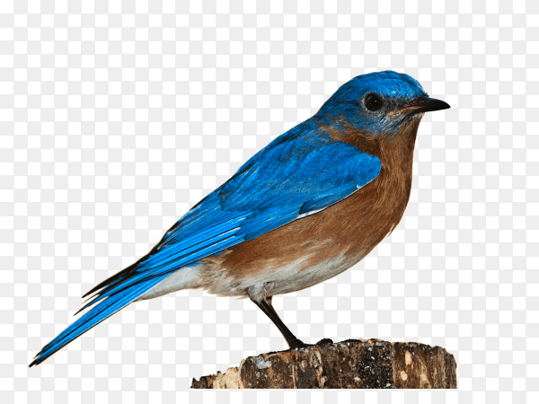 Blue bird on transparent background PNG