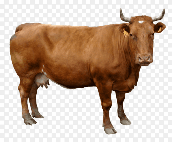 Brown cow on transparent background PNG