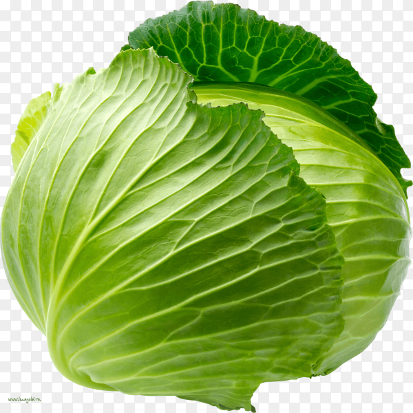Cabbage isolated on transparent background PNG