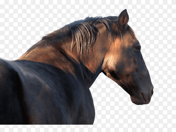 Closeup shot of a brown horse on transparent PNG