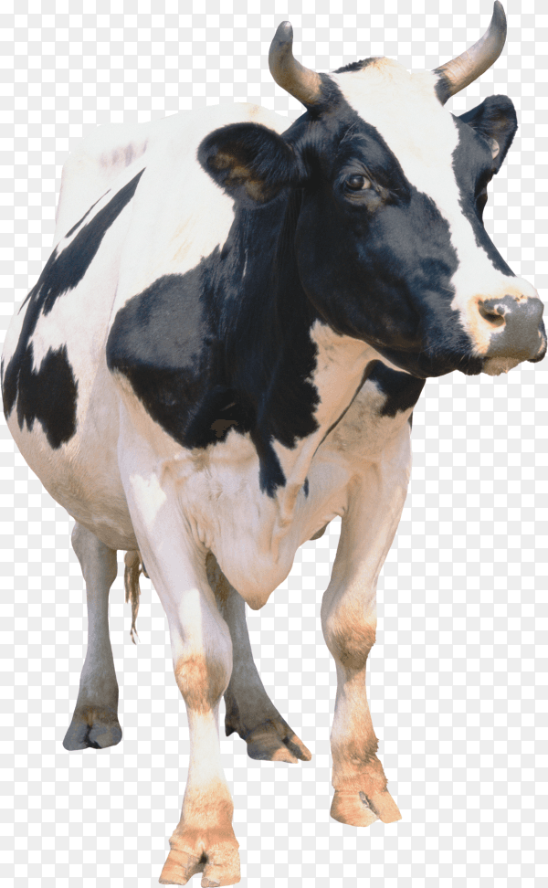 Cow image on transparent background PNG