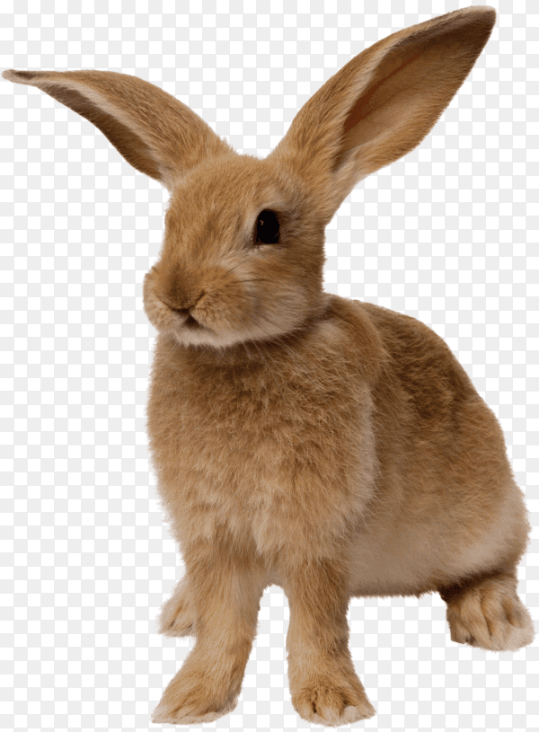 Cute brown rabbit on transparent background PNG