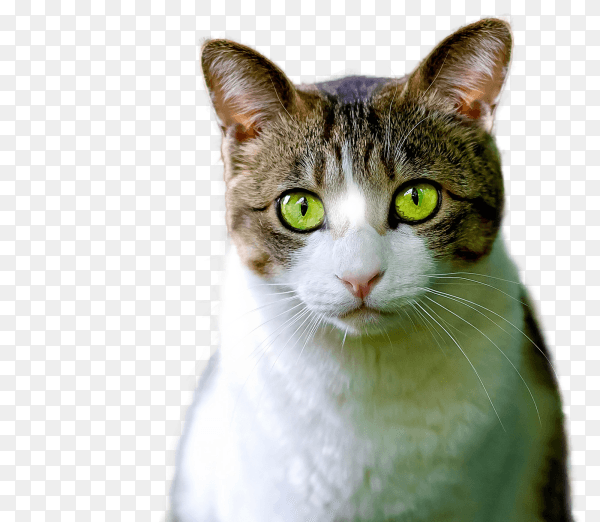 Cute portrait of a cat on transparent background PNG