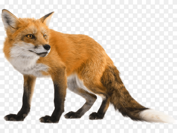 Fox isolated on transparent background PNG