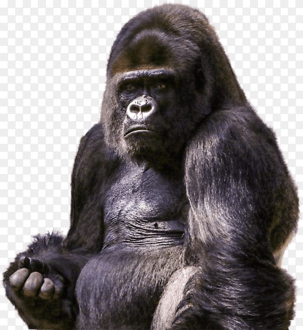 Gorilla isolated on transparent background PNG