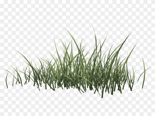 Green grass isolated on transparent background PNG