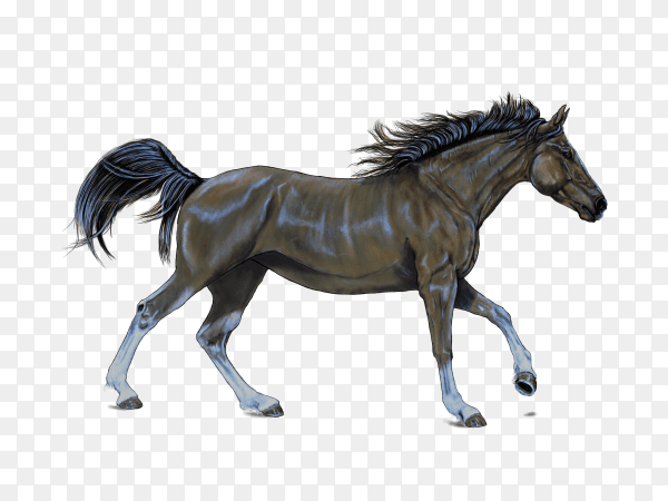Horse isolated on transparent background PNG