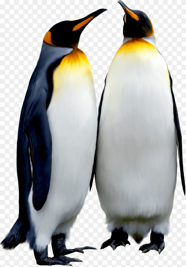 Penguins isolated on transparent background PNG