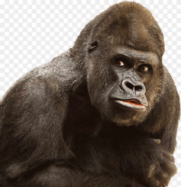 Photo of Gorilla on transparent background PNG