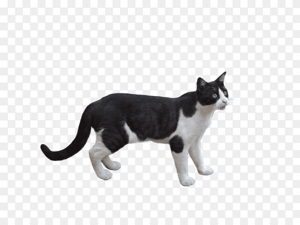 Photo of cute cat on transparent background PNG