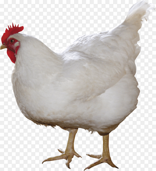 Photo of white hen on transparent background PNG