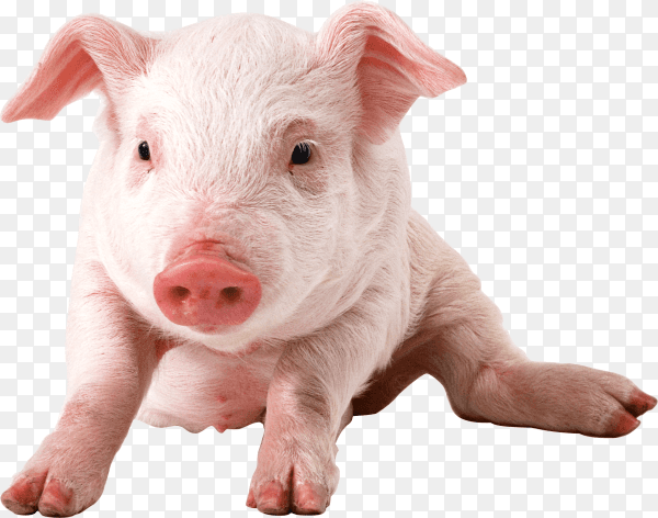Pig isolated on transparent background PNG