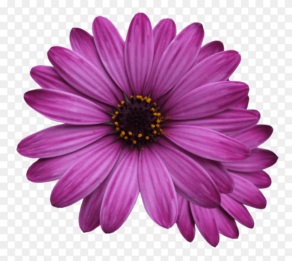 Purple flower isolated on transparent background PNG