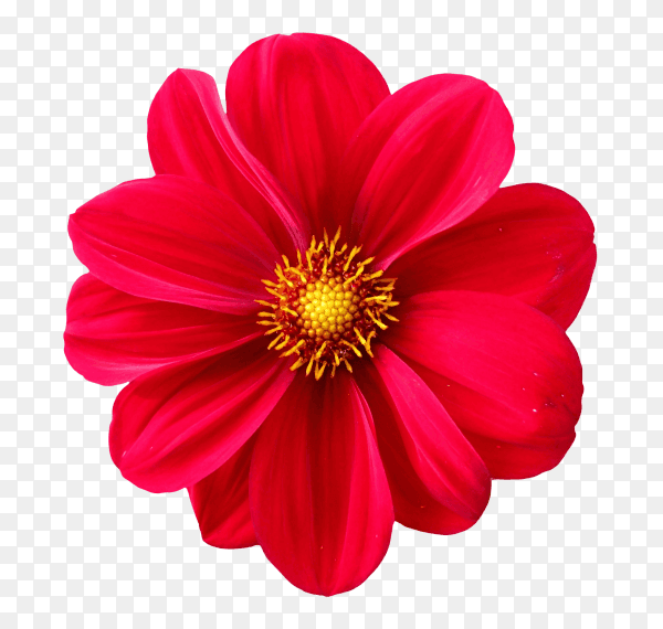 Red flower on transparent background PNG